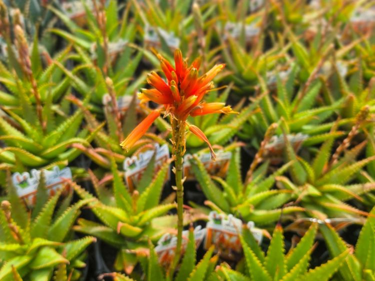 Aloe hybrida Gemini PBR. Common name - Succulent