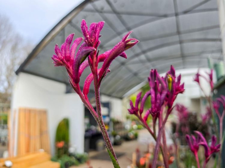 Anigozanthos hybrida Bush Merlot. Common Name - Kangaroo Paw, KPMERL.