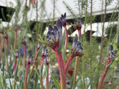 Anigozanthos hybrida Celebrations Jazz. Common name - Kangaroo Paw, PBR, Bush Gem.