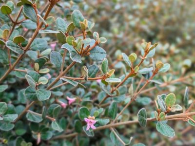 Correa alba Coastal Pink PBR. Common name - White Correa, COR10