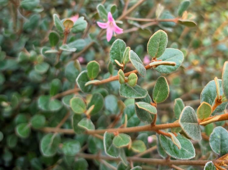 Correa alba Coastal Pink PBR. Common name - White Correa, COR10