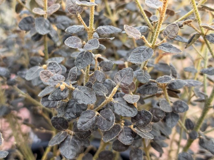 Correa reflexa Choc Leaf PBR. Common name - Correa Choc Leaf.