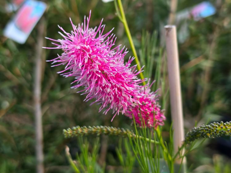 Grevillea hybrida Panrock Princess. Common Name - Spider Flower, Toothbrush Plant.