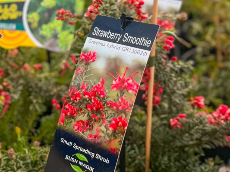 Grevillea hybrida Strawberry Smoothie flowering native shrub. Common name - Spider Flower, Toothbrush Plant