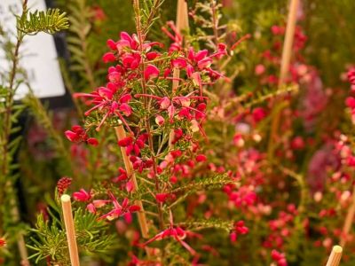 Grevillea rosmarinifolia lanigera Emma Charlotte flowering native shrub. Common name - Rosemary Grevillea