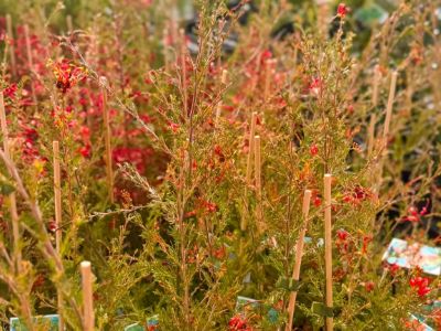 Grevillea thelemanniana Walkaway Wanderer. Common name - Spider Net Grevillea, Hummingbird Bush.