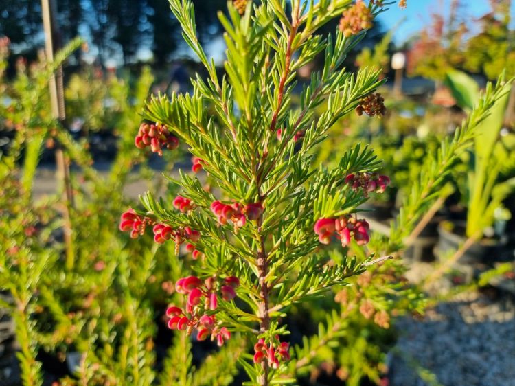 Grevillea rosmarinifolia lanigera Emma Charlotte flowering native shrub. Common name - Rosemary Grevillea