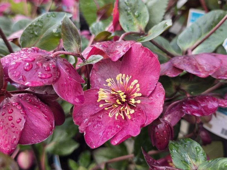 Helleborus glandorfensis HGC Ice N Roses Amarela. Common name - Winter Rose, Lenten Rose, Hellebore.