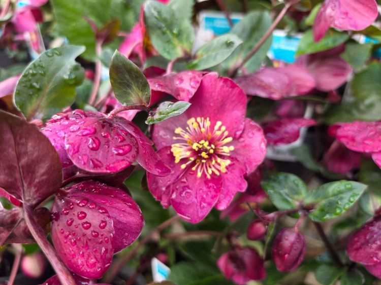 Helleborus glandorfensis HGC Ice N Roses Amarela. Common name - Winter Rose, Lenten Rose, Hellebore.