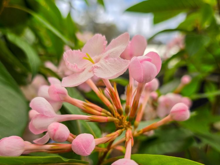 Luculia pinceana Pink Spice.