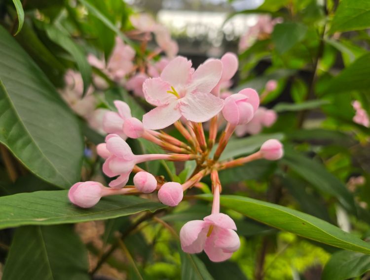 Luculia pinceana Pink Spice.