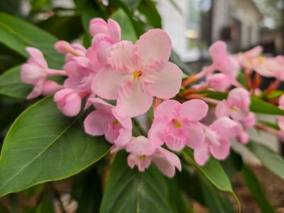 Luculia pinceana Pink Spice.