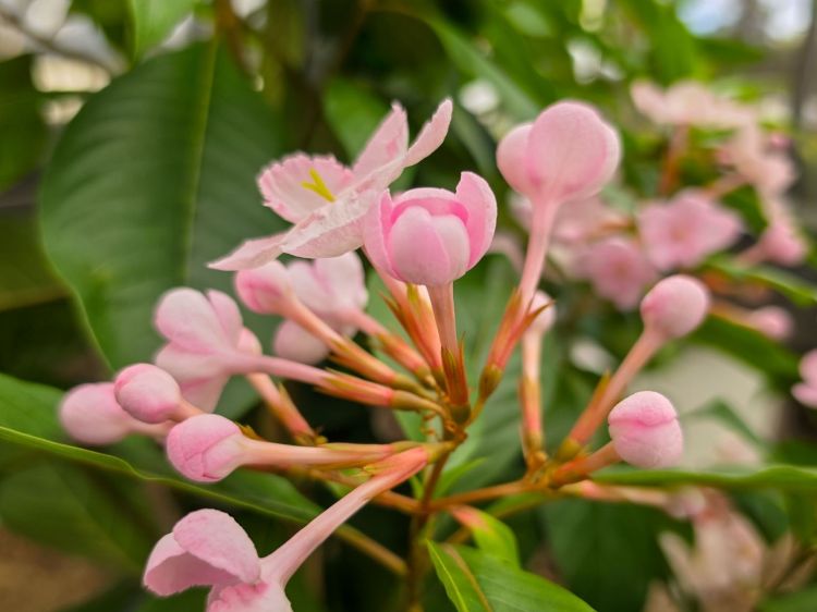 Luculia pinceana Pink Spice.