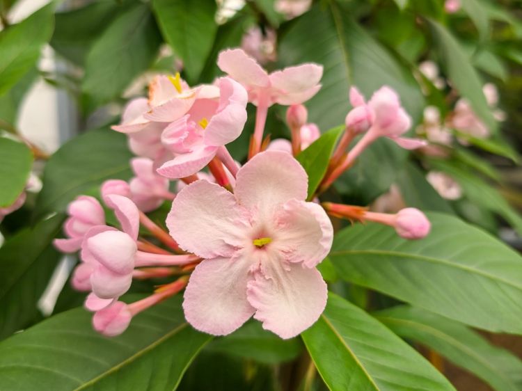 Luculia pinceana Pink Spice.