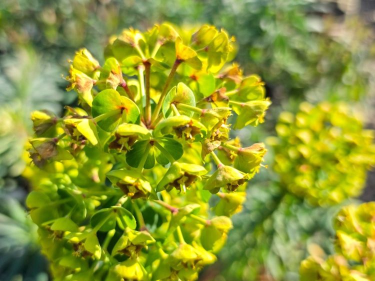 Euphorbia characias wulfenii. Common name - Mediterranean Spurge
