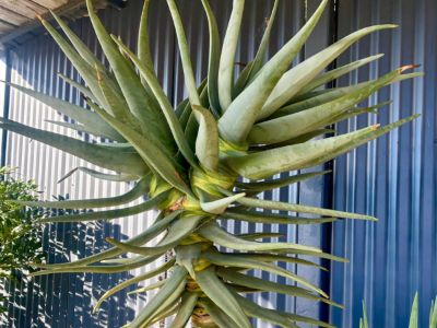 Aloe dichotoma. Common name - syn Aloidendron dichotomum, Quiver Tree, Kokerboom, Succulent