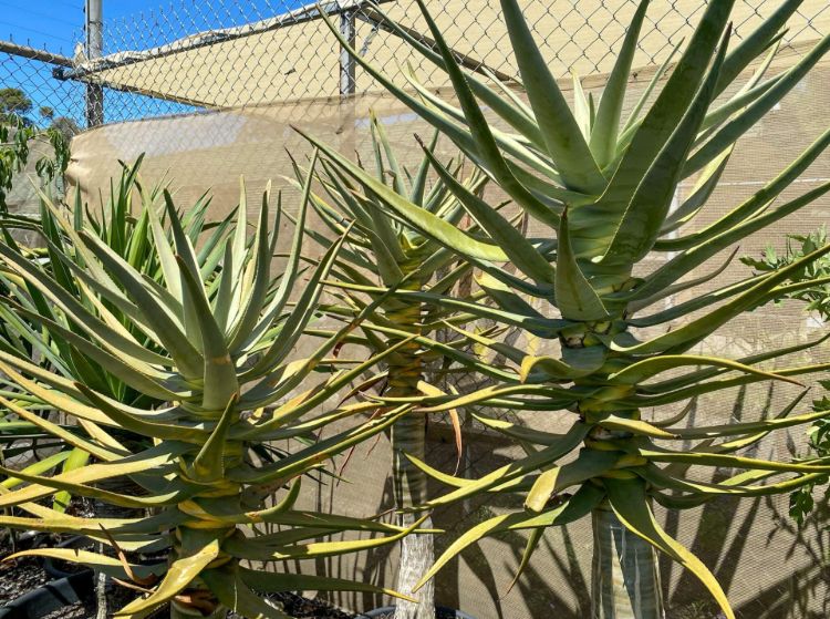 Aloe dichotoma. Common name - syn Aloidendron dichotomum, Quiver Tree, Kokerboom, Succulent