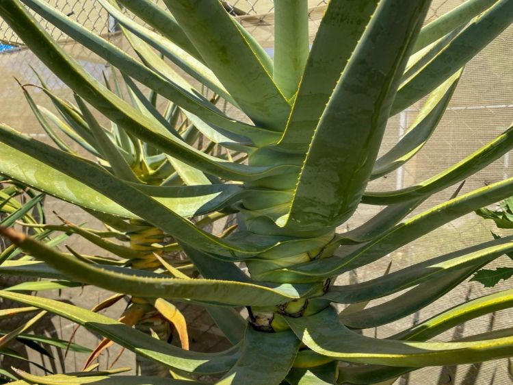 Aloe dichotoma. Common name - syn Aloidendron dichotomum, Quiver Tree, Kokerboom, Succulent