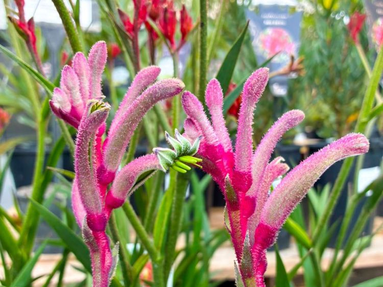 Anigozanthos hybrida Celebrations Valentine. Common name - Kangaroo Paw, Bush Gem, KPVALN.