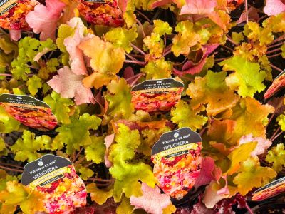Heuchera hybrida Marmalade. Common name - Coral Bells, Alumroot