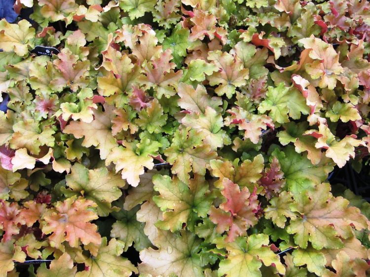 Heuchera hybrida Marmalade. Common name - Coral Bells, Alumroot