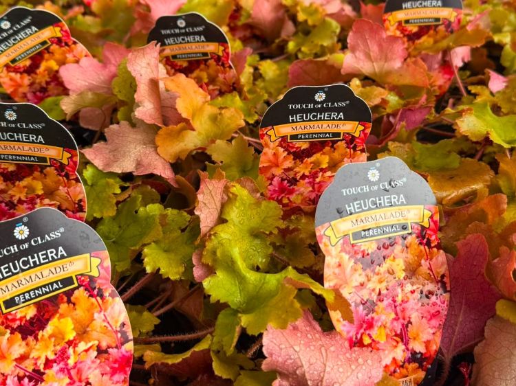 Heuchera hybrida Marmalade. Common name - Coral Bells, Alumroot