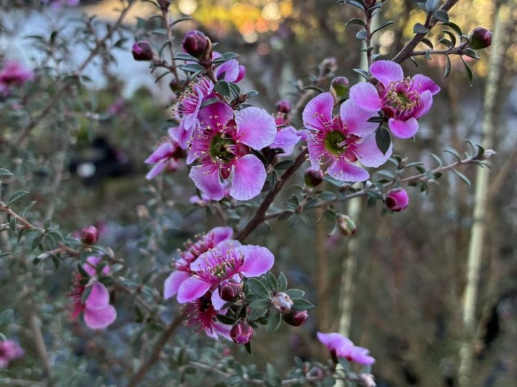 Leptospermum hybrida Aussie Blossom Alicia Rose. Common name - Tea Tree, Australian Cherry Blossom,