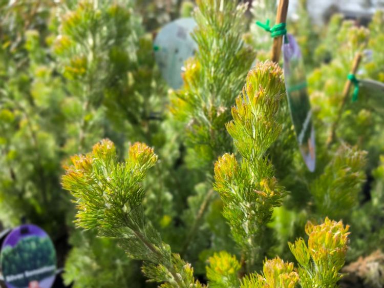 Adenanthos sericeus Silver Sensation. Common name - Woolly Bush, Woollybush