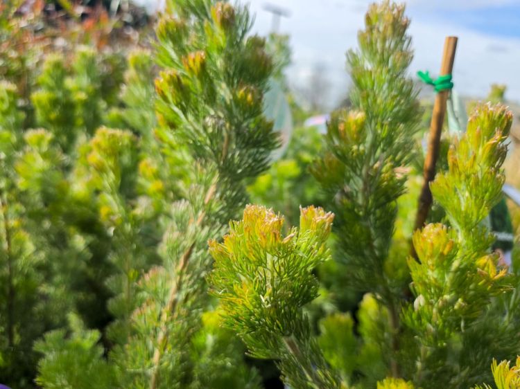 Adenanthos sericeus Silver Sensation. Common name - Woolly Bush, Woollybush