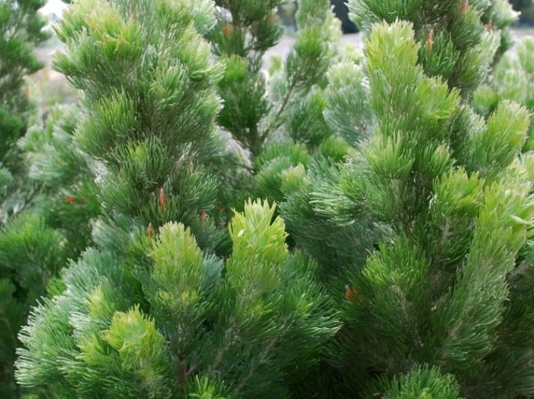 Adenanthos sericeus Silver Sensation. Common name - Woolly Bush, Woollybush