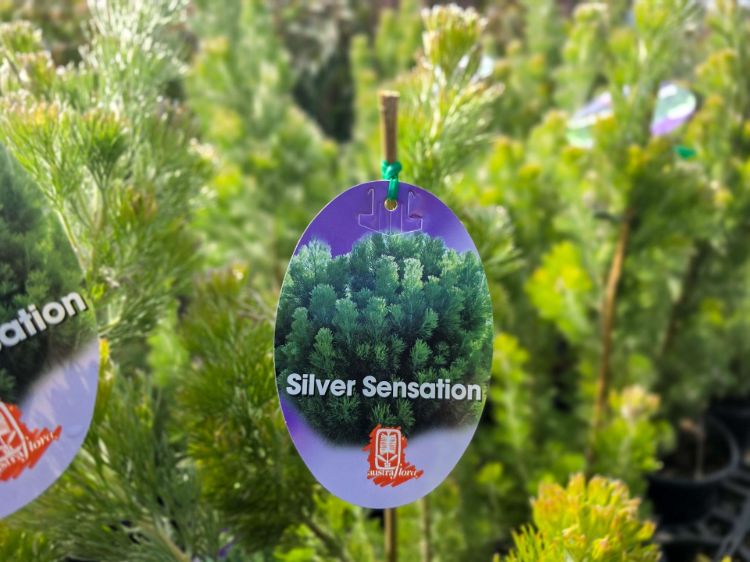 Adenanthos sericeus Silver Sensation. Common name - Woolly Bush, Woollybush