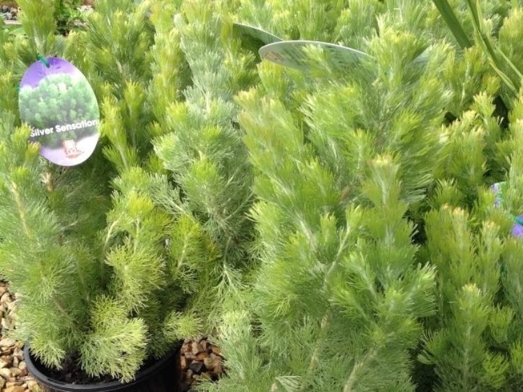 Adenanthos sericeus Silver Sensation. Common name - Woolly Bush, Woollybush