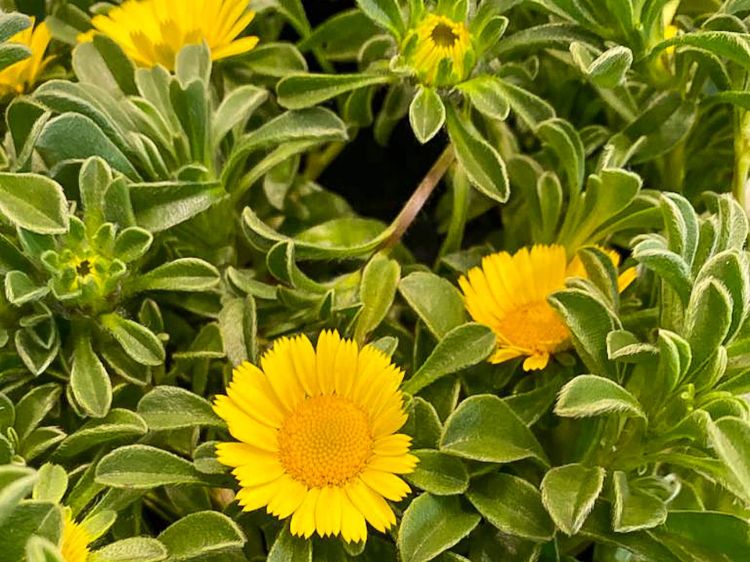 Asteriscus maritimus Teris Yellow. Common name - Sea Aster, Sea Daisy