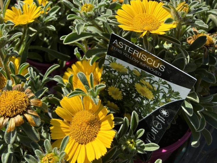 Asteriscus maritimus Teris Yellow. Common name - Sea Aster, Sea Daisy