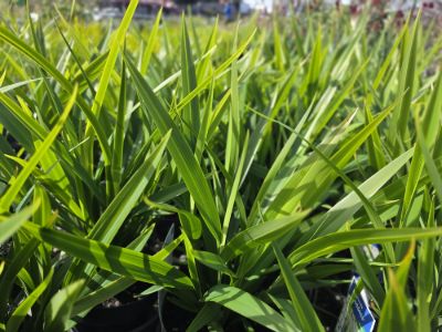 Dianella caerulea Goddess PBR. Common name - Blue Flax Lily, Blueberry Lily, Paroo Lily