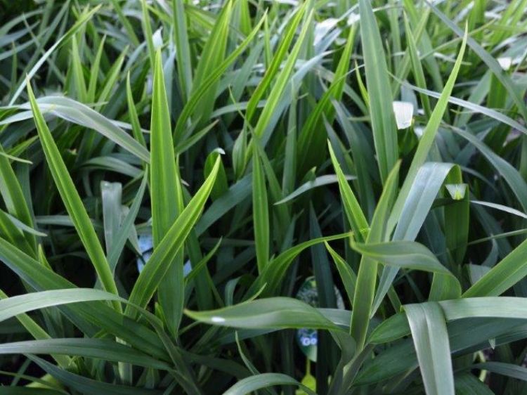 Dianella caerulea Goddess PBR. Common name - Blue Flax Lily, Blueberry Lily, Paroo Lily