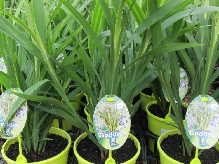 Dianella caerulea Goddess PBR. Common name - Blue Flax Lily, Blueberry Lily, Paroo Lily