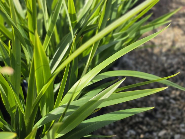 Dianella caerulea Goddess PBR. Common name - Blue Flax Lily, Blueberry Lily, Paroo Lily