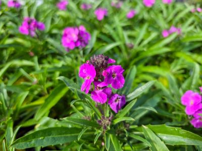 Erysimum hybrida Winter Joy. Common name - wallflower