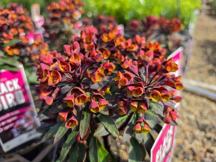 Euphorbia hybrida Blackbird. Common name - Spurge.