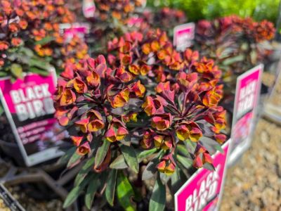 Euphorbia hybrida Blackbird. Common name - Spurge.