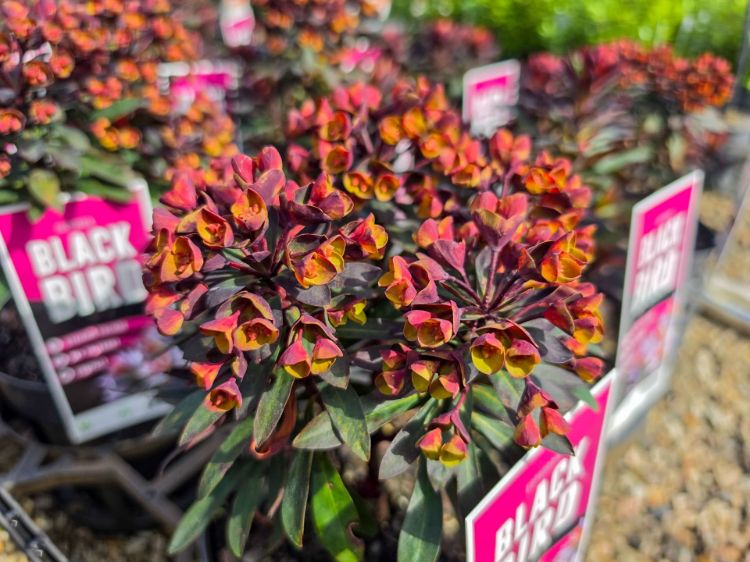 Euphorbia hybrida Blackbird. Common name - Spurge.