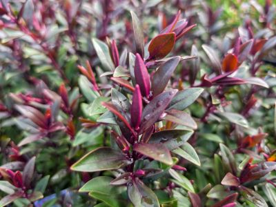 Hebe hybrida Pretty N Pink. Common name - Hebe, Shrubby Veronica