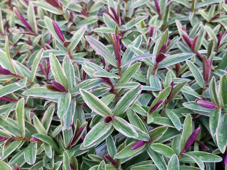 Hebe hybrida Pretty N Pink. Common name - Hebe, Shrubby Veronica