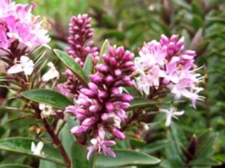 Hebe hybrida Pretty N Pink. Common name - Hebe, Shrubby Veronica