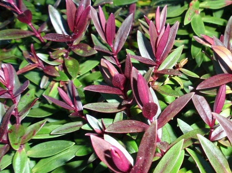 Hebe hybrida Pretty N Pink. Common name - Hebe, Shrubby Veronica