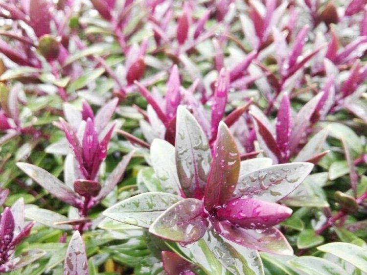 Hebe hybrida Pretty N Pink. Common name - Hebe, Shrubby Veronica