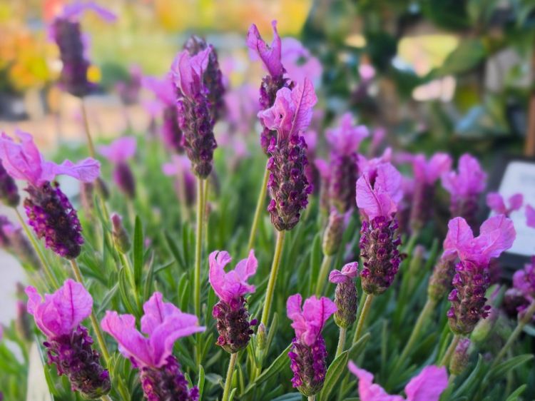 Lavandula pedunculata The Princess PBR. Common name - French Lavender, Lavinnova