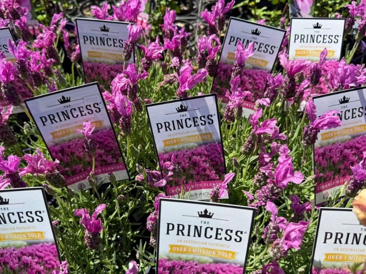 Lavandula pedunculata The Princess PBR. Common name - French Lavender, Lavinnova