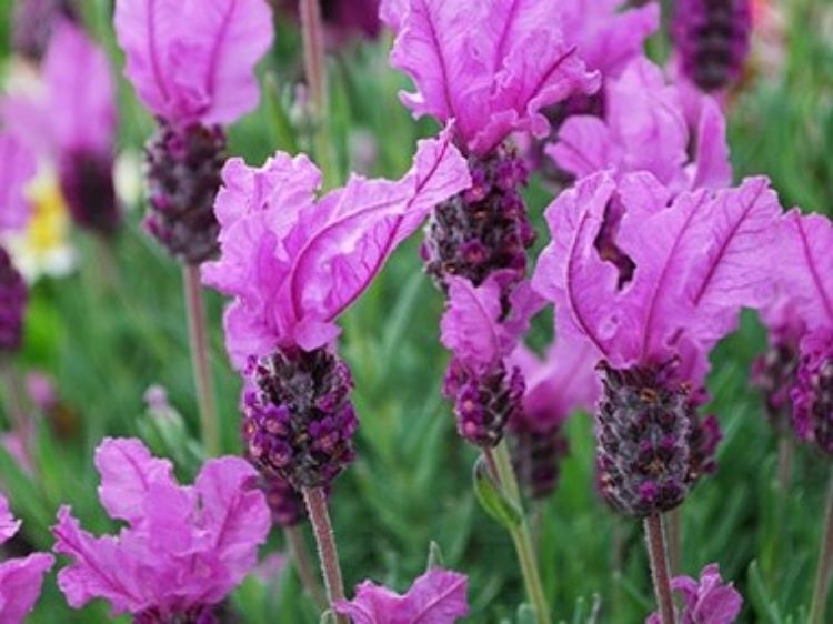 Lavandula pedunculata The Princess PBR. Common name - French Lavender, Lavinnova